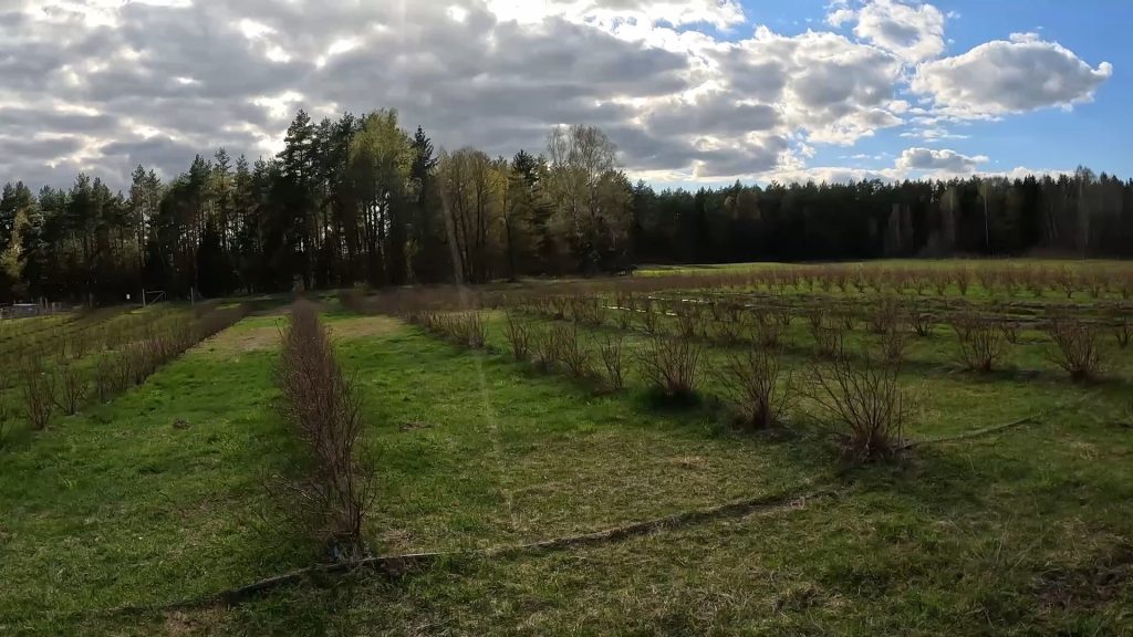 Ekologinis šilauogių ir smidrų ūkis