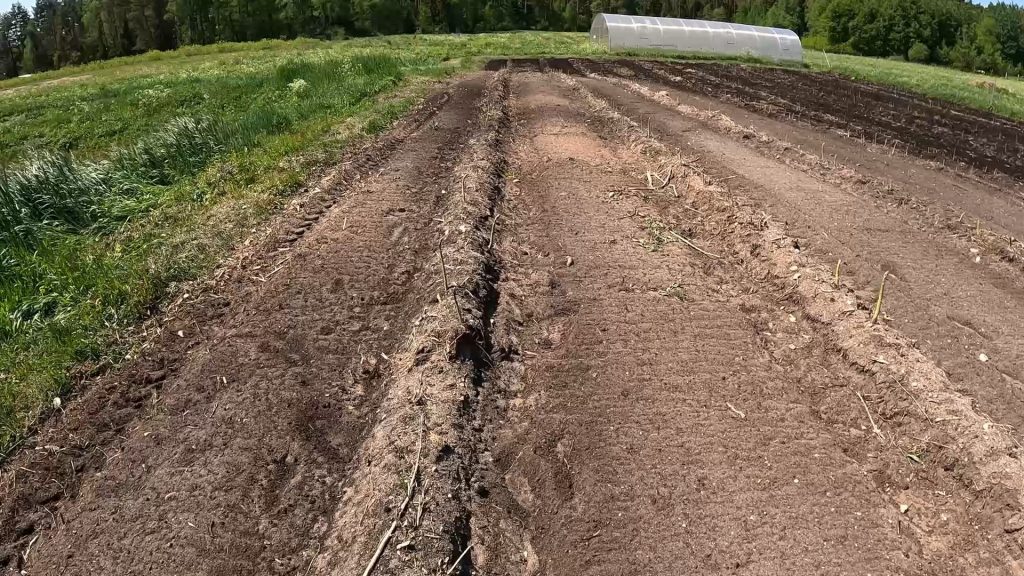 Ekologinis šilauogių ir smidrų ūkis