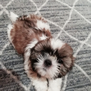 Idealūs grynaveisliai Ši Cu veislės šuniukai.