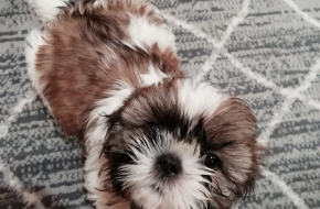 Idealūs grynaveisliai Ši Cu veislės šuniukai.