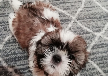 Idealūs grynaveisliai Ši Cu veislės šuniukai.