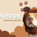 Personalizuotų aksesuarų šunims verslas – DogNotFox