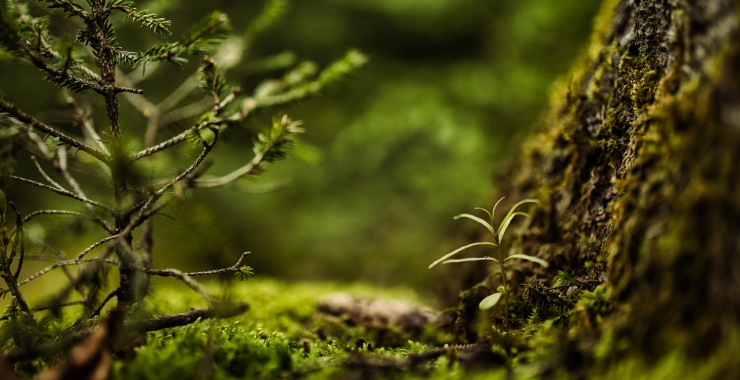 Parduodu mišką: ką privalau žinoti?