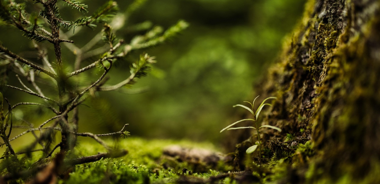 Parduodu mišką: ką privalau žinoti?